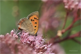 <p>OHNIVÁČEK ČERNOKŘÍDLÝ (Lycaena phlaeas) ---- /Small copper - Kleiner Feuerfalter/</p>